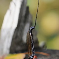 Pimplinae ubest.