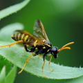 Kongelysbladhveps (Tenthredo scrophulariae)