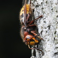 Stor gedehams (Vespa crabro)