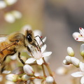 Honningbi (Apis mellifera)