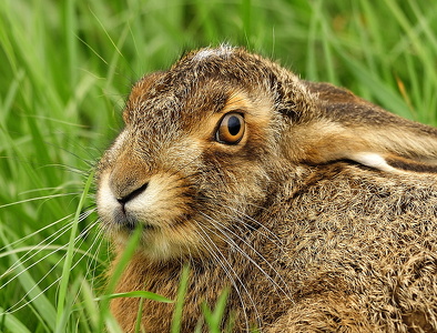 Hare