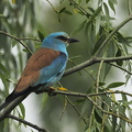 Ellekrage (Coracias garrulus)