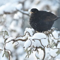 Solsort (Turdus merula)