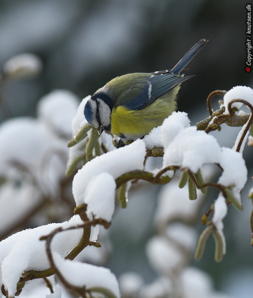 DSC_6560a.jpg