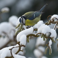 Blåmejse  (Cyanistes caeruleus)