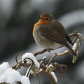 Rødhals  (Erithacus rubecula)