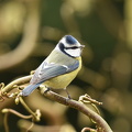 Blåmejse, Cyanistes caeruleus