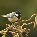 Musvit (Parus major)