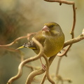 Grønirisk  (Carduelis chloris)