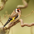 Stillits  (Carduelis carduelis)