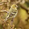 Grønsisken  (Carduelis spinus)
