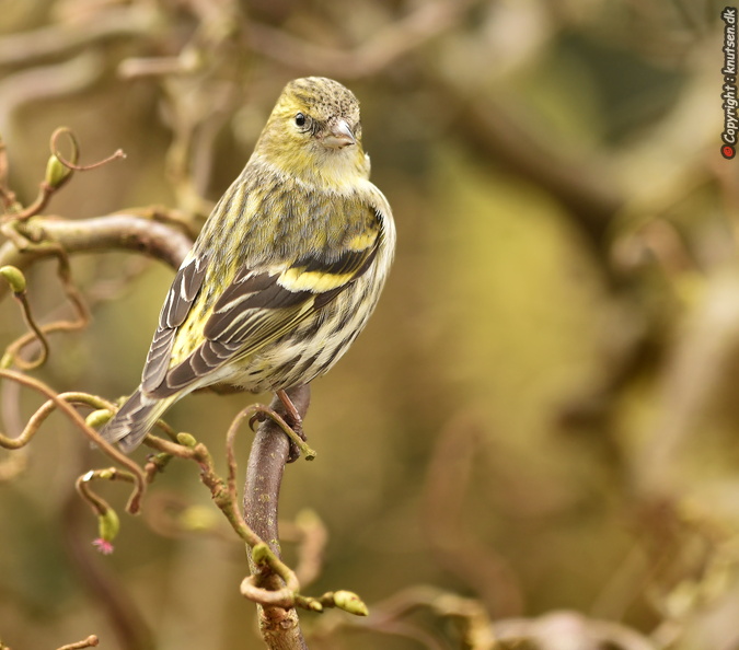 DSC_a6767a.jpg