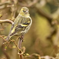 Grønsisken  (Carduelis spinus)
