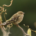 Bogfinke  (Fringilla coelebs)