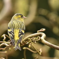 Grønsisken  (Carduelis spinus)