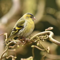 Grønsisken  (Carduelis spinus)