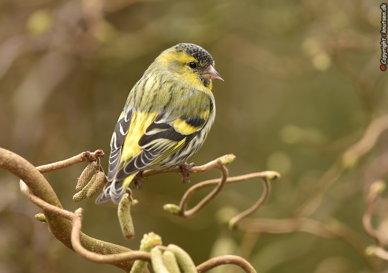 DSC_a6845a.jpg