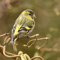 Grønsisken  (Carduelis spinus)