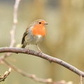 Rødhals  (Erithacus rubecula)