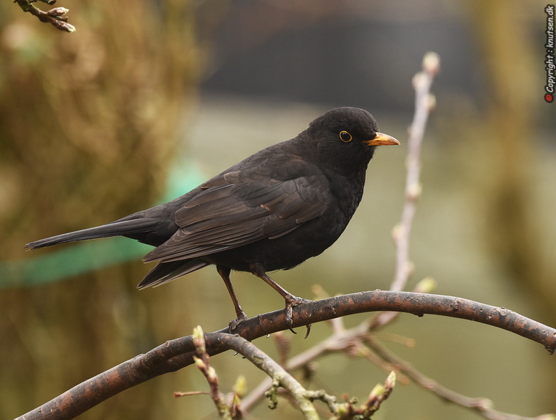 DSC_a6889.jpg