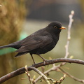Solsort  (Turdus merula)