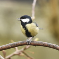 Musvit (Parus major)