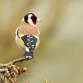 Stillits (Carduelis carduelis)
