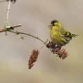 Grønsisken (Carduelis spinus)