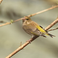 Grønirisk (Carduelis chloris)