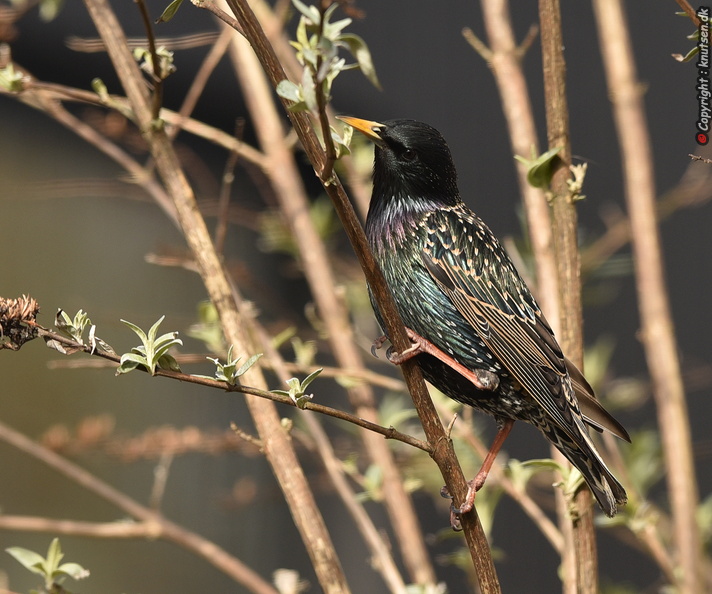 DSC_a7040.jpg