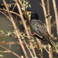 Stær (Sturnus vulgaris)