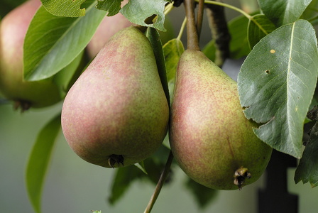 Pære
