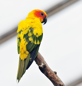 Solparakit (Aratinga solstitialis)