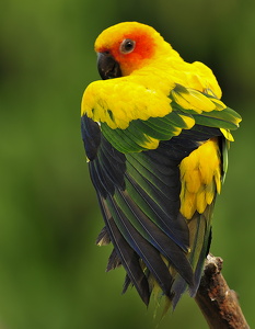 Solparakit (Aratinga solstitialis)