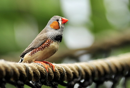 Zebrafink (Taeniopygia guttata)