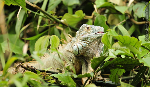 Grøn leguan (Iguana iguana)