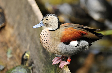 Sydamerikansk dværgand (Callonetta leucophrys)