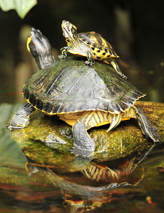Rødøret Terrapin (Trachemys scripta elegans)