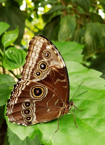  Stor Kejsermorfo (Morpho peleides)