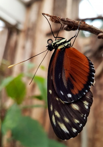 Heliconius hecale