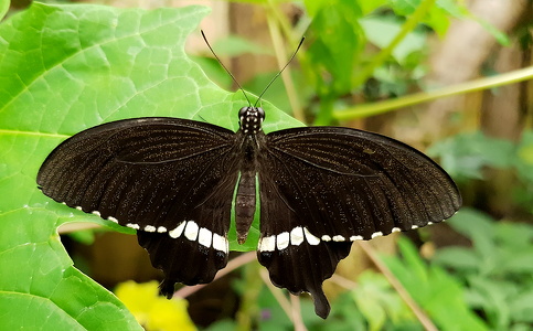 Almindelig Mormon (Papilio polytes)