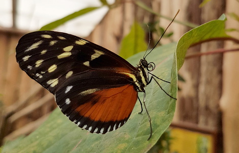 Heliconius hecale