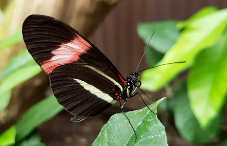 Erato Heliconian