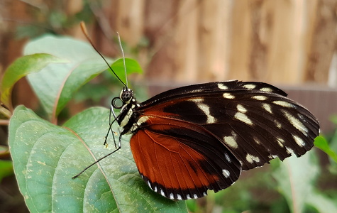 Heliconius hecale