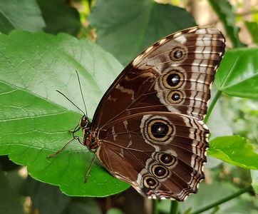  Stor Kejsermorfo (Morpho peleides)