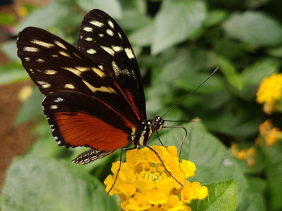 Heliconius hecale