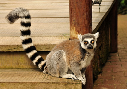 Kattalemur (Lemur catta)