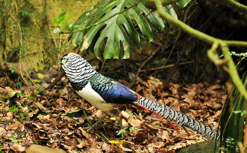 Diamantfasan (Chrysolophus amherstiae)
