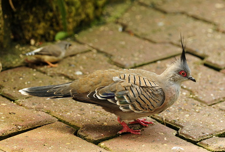 Australsk Topdue (Crested pigeon)