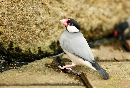 Risfugl (Lonchura oryzivora)